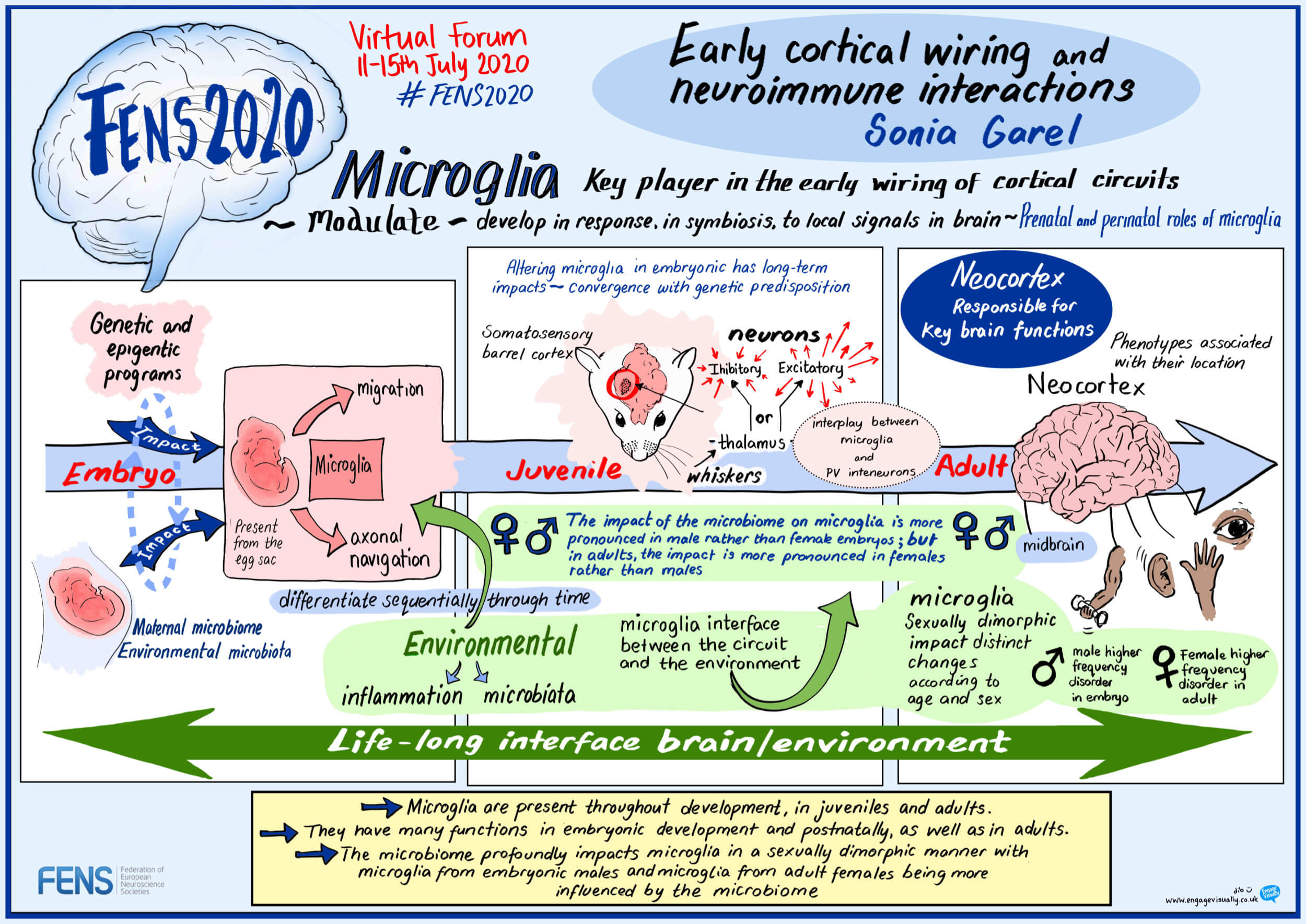 “Early cortical wiring and neuroimmune interactions” by Sonia Garel (FR)
