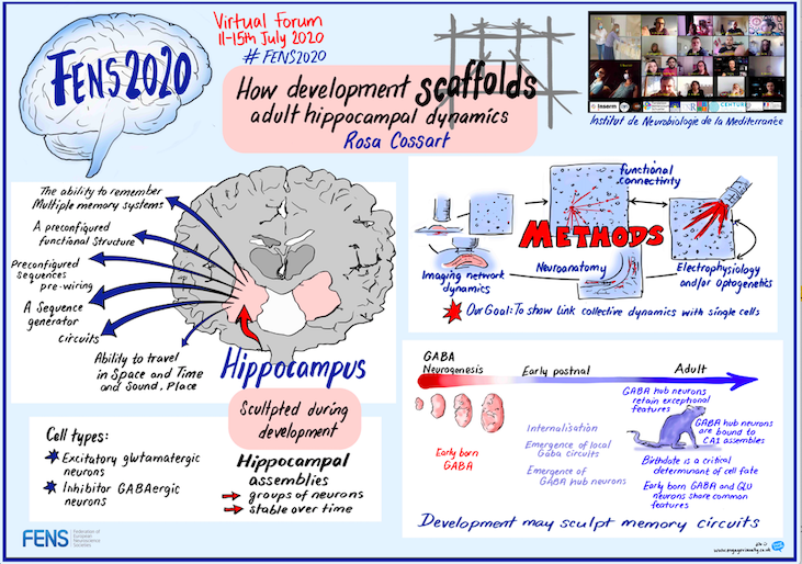 Rosa Cossart's plenary at FENS 2020